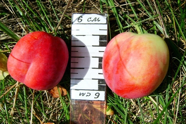 harvested crop