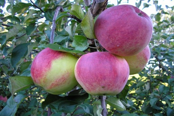 fruit picking