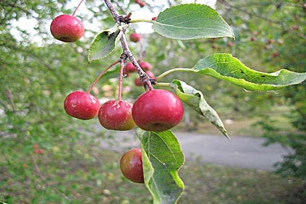 fruits sur les arbres