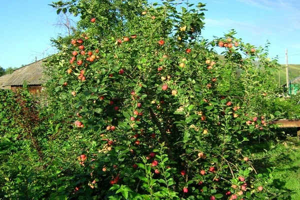 árbol verde