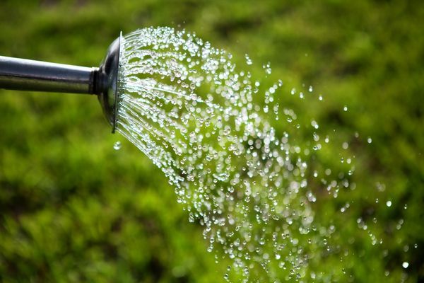 watering the apple tree