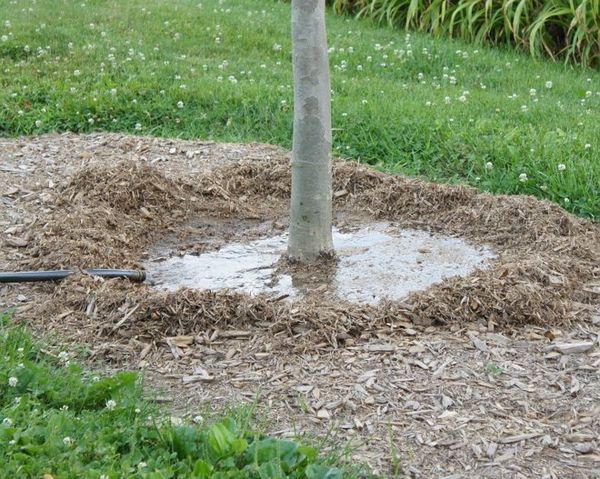 watering the apple tree