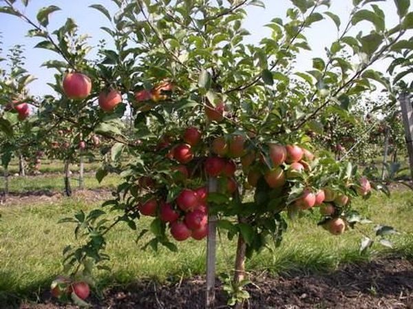 árbol de manzana