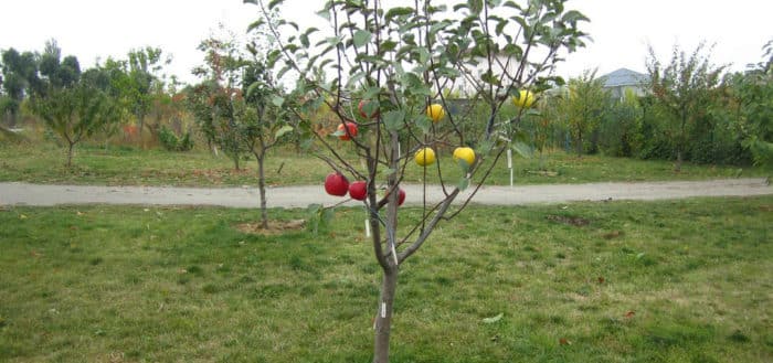 plantés de pommiers