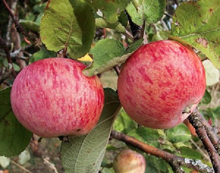 ripe apples