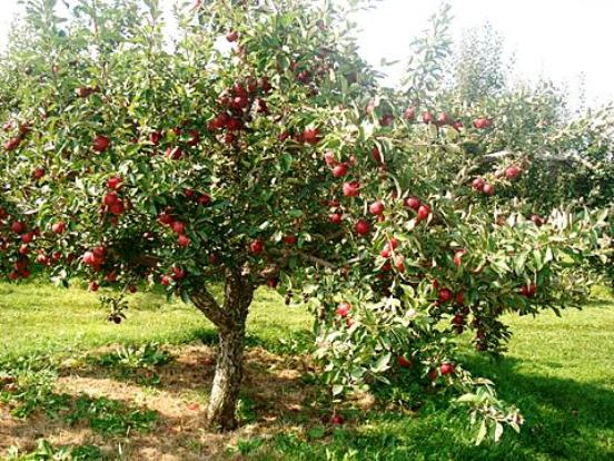 apple tree glory to the winners