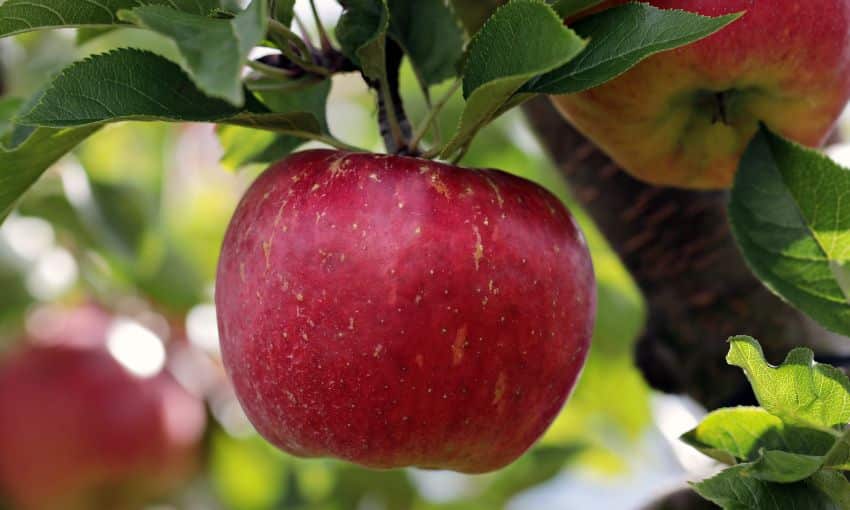 gloire du pommier aux gagnants