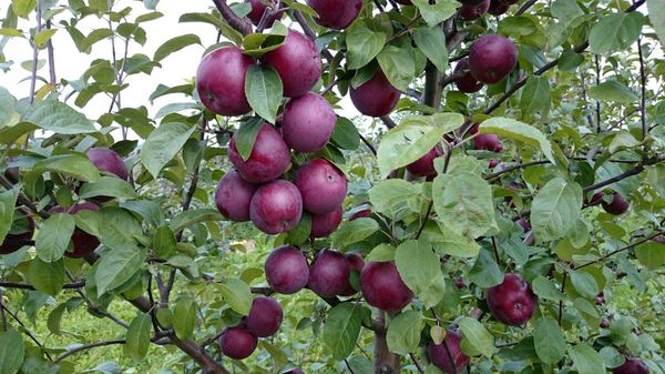 appelboom spartaans