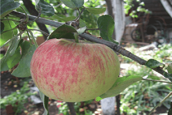 variedad de manzana