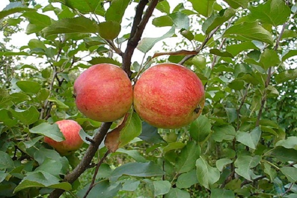 fruits mûrs