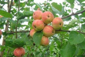 Características y descripción de la variedad de manzana Uralsky Recuerdo, cultivo y cuidado.