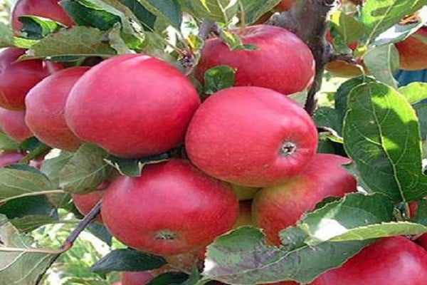 apple tree cherry