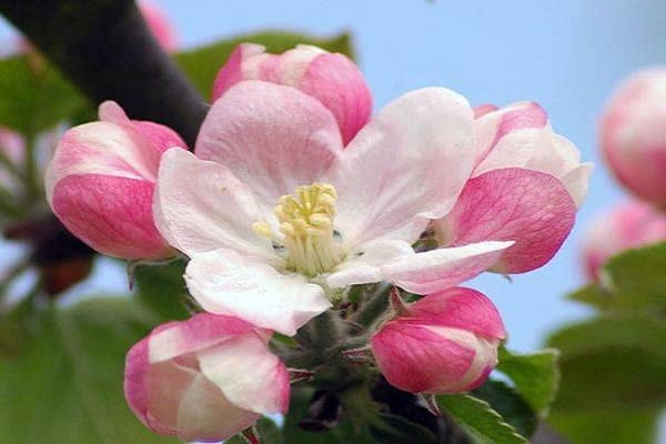 namumulaklak na bulaklak