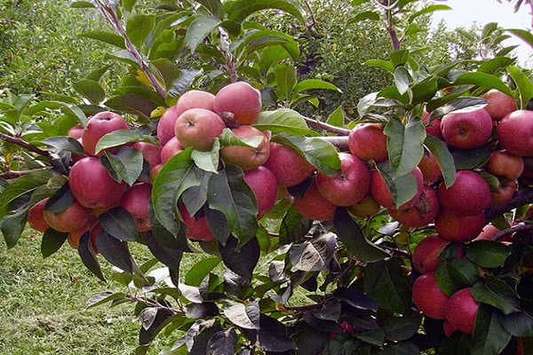 énormes grappes