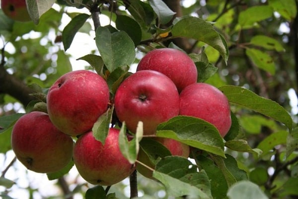 recogida de fruta