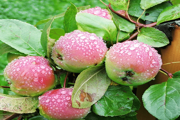 Description and characteristics of the cherry apple variety, planting and cultivation