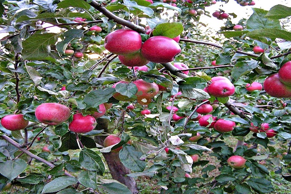 pommier porte des fruits