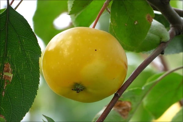 ámbar manzana