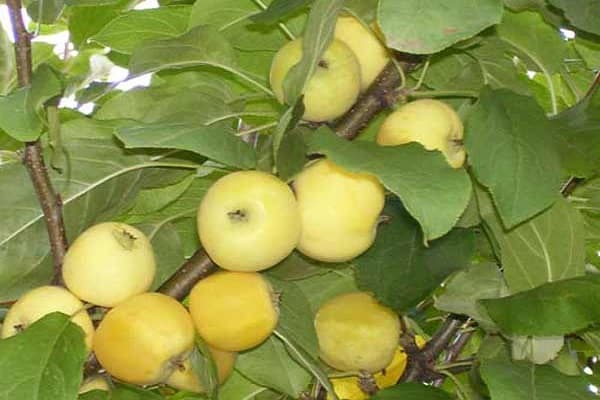 fruit quality