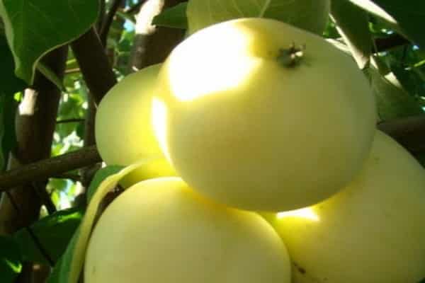 ripening apples