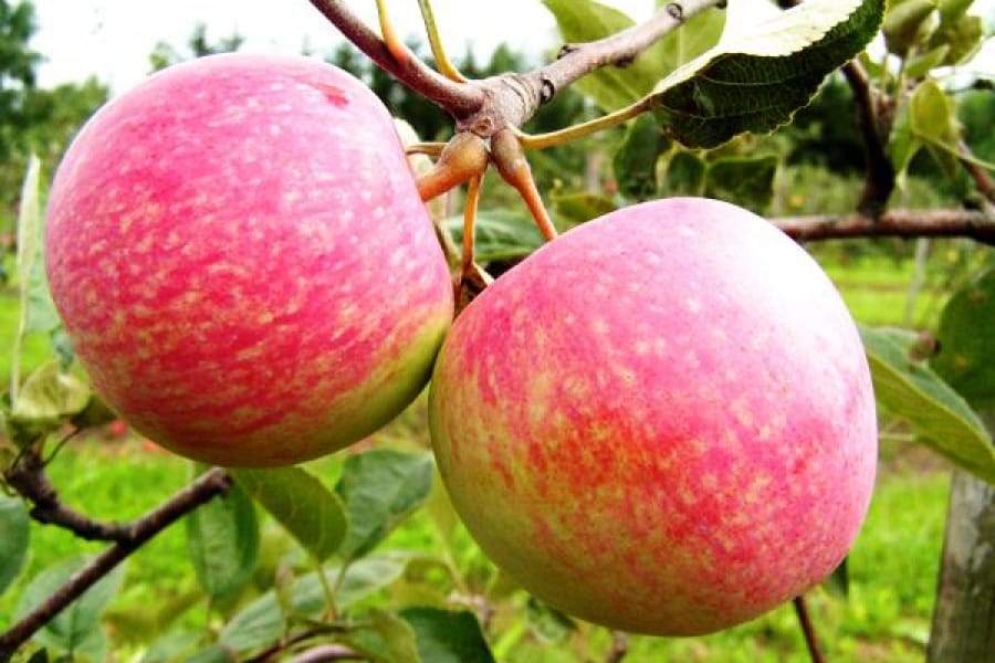 árbol de manzana