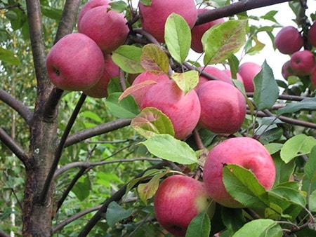 ripe apple tree