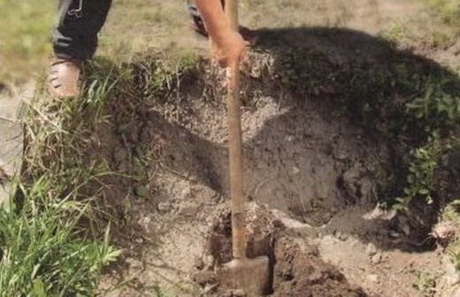 soil for grapes