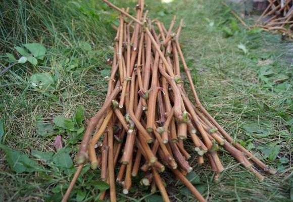 grape cuttings