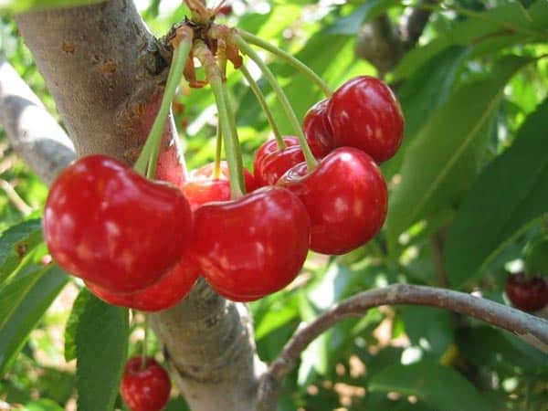 ripe cherry