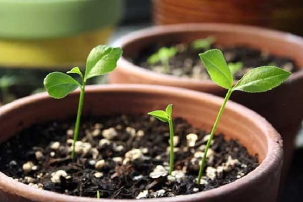 germinación de vegetación