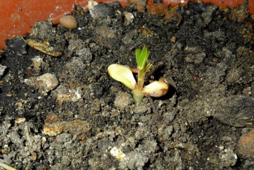 growing peanuts