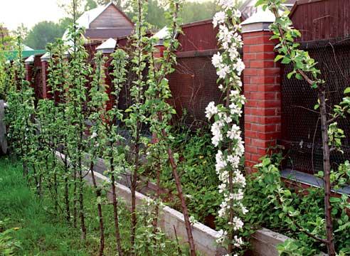 columnar apple tree