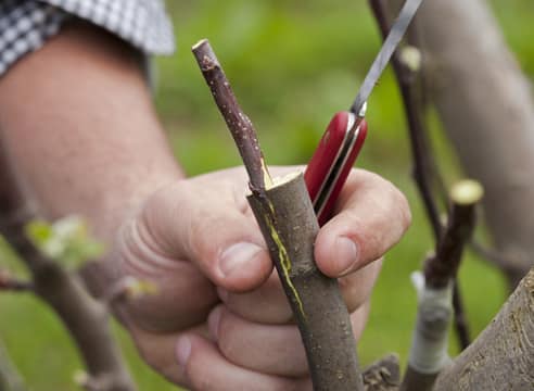 pear grafting