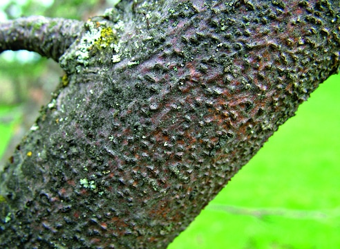 Cytosporosis on apple trees