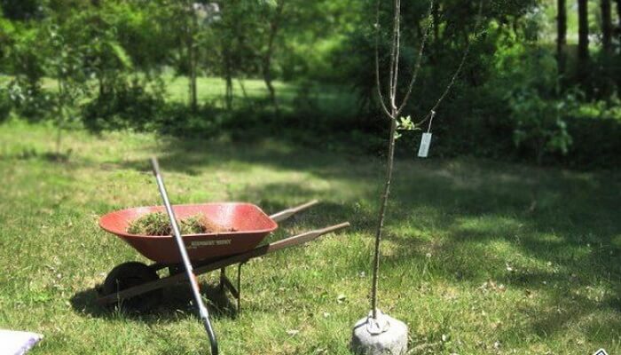 plantation de poire