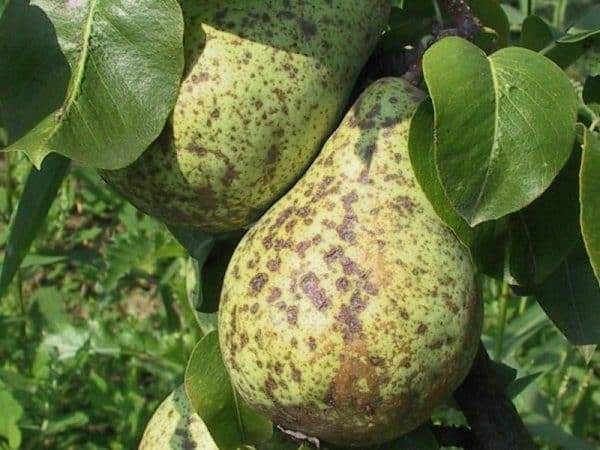 scab on a pear