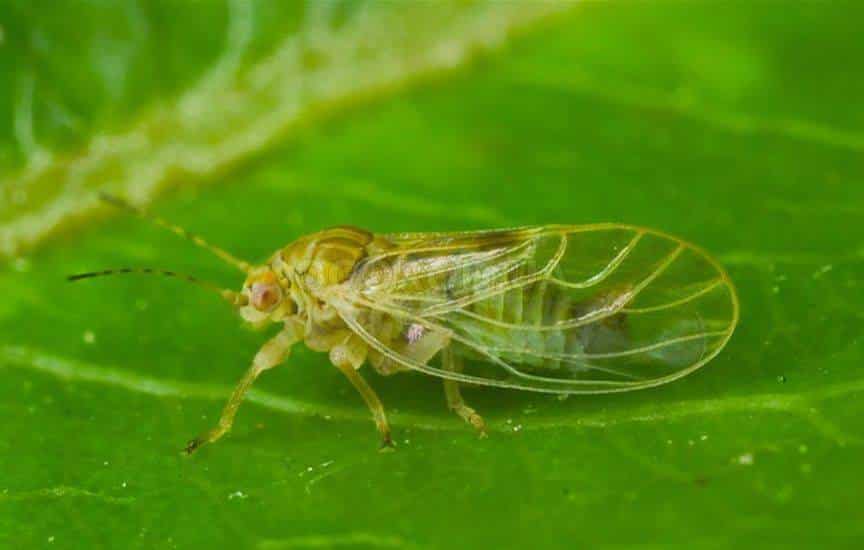 Medianitsa sur une poire