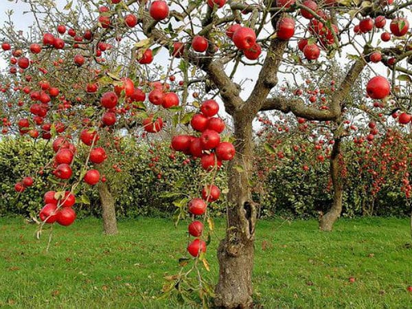 berry apple tree