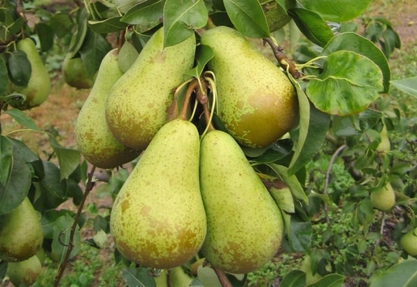 conférence sur la poire