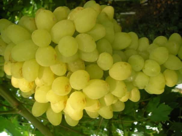 long-awaited grapes