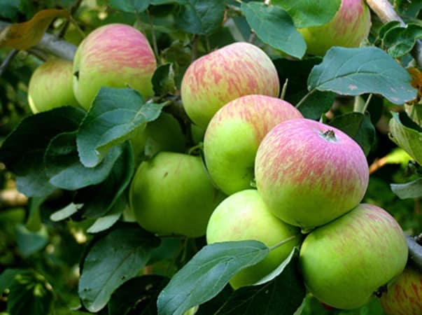 apple-tree borovinka