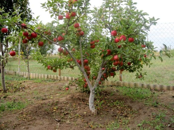 planting an apple tree