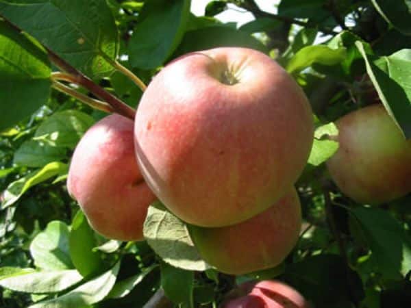 apple-tree borovinka