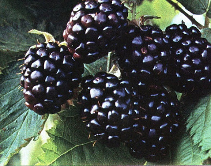 moras frescas