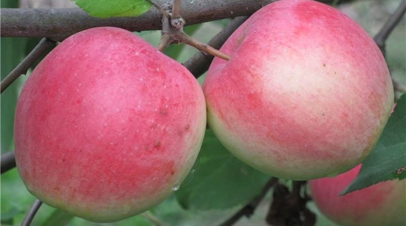 apple tree stroevskoe