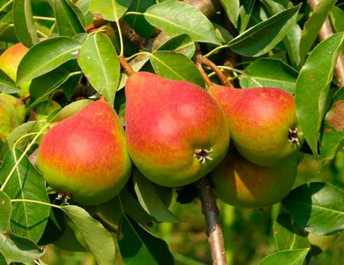 pear cuttings