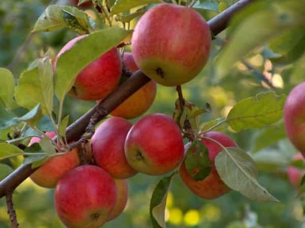 planting an apple tree in the suburbs