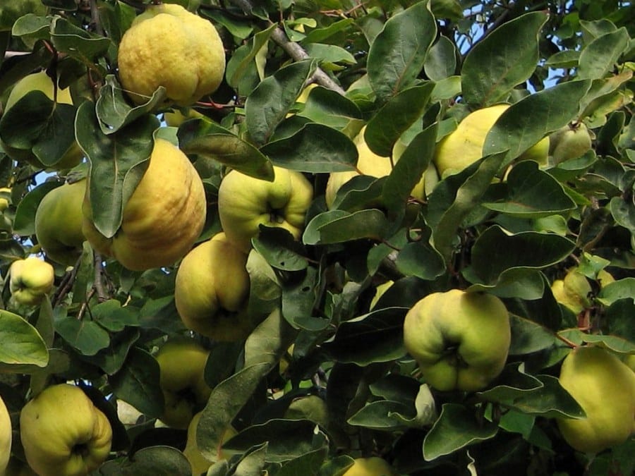 coing sur l'arbre