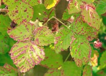 blackberry anthracnose