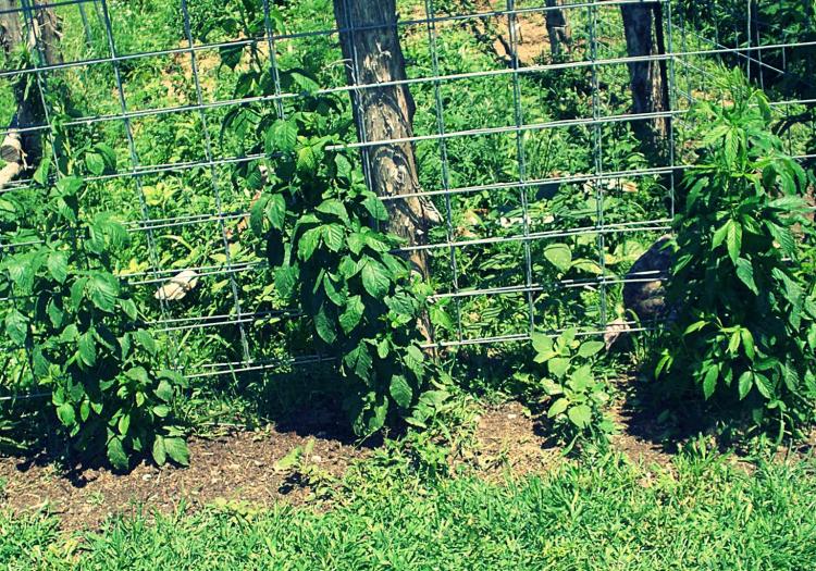 how to care for blackberries